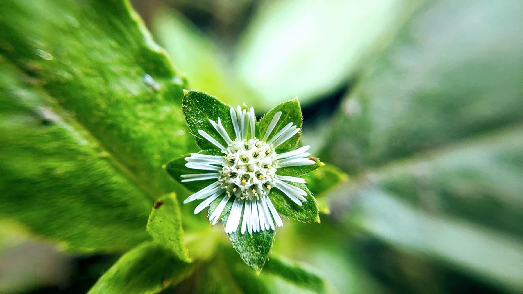 White flower and green leaves