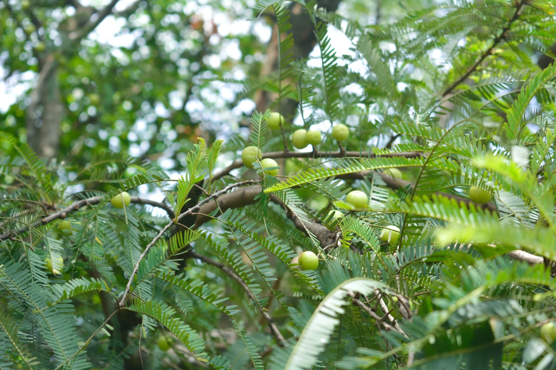 Amla photograph